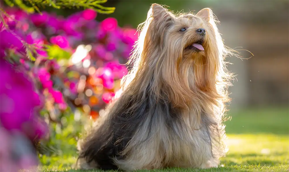 訓練成果回饋與飼主教學