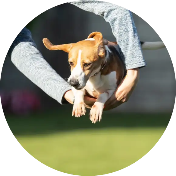 讓狗狗能在不同情境中保持穩定、聽得懂、能配合